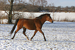 pferdefotos deutsches_reitpony