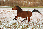 pferdefotos deutsches_reitpony