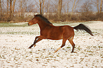 pferdefotos deutsches_reitpony