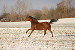 pferdefotos deutsches_reitpony