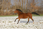 pferdefotos deutsches_reitpony