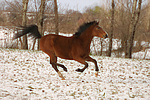 pferdefotos deutsches_reitpony