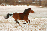 pferdefotos deutsches_reitpony