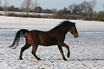 pferdefotos deutsches_reitpony