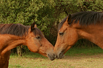 pferdefotos deutsches_reitpony