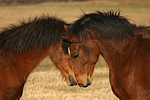 pferdefotos deutsches_reitpony