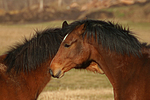 pferdefotos deutsches_reitpony