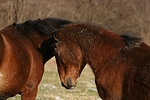 pferdefotos deutsches_reitpony