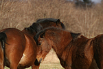 pferdefotos deutsches_reitpony