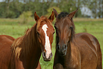pferdefotos deutsches_reitpony