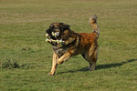 hundefotos leonberger