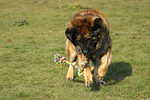 hundefotos leonberger