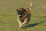 hundefotos leonberger