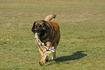 hundefotos leonberger
