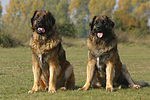 hundefotos leonberger