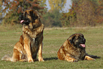 hundefotos leonberger