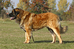 hundefotos leonberger