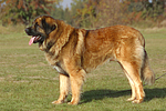 hundefotos leonberger