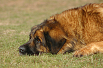 hundefotos leonberger
