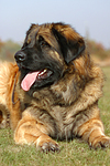 hundefotos leonberger