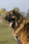 hundefotos leonberger