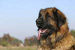 hundefotos leonberger
