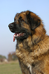 hundefotos leonberger