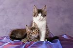 katzenfotos maine_coon