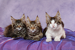 katzenfotos maine_coon