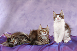 katzenfotos maine_coon
