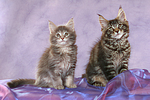 katzenfotos maine_coon