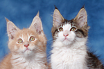 katzenfotos maine_coon