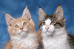 katzenfotos maine_coon