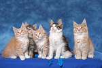 katzenfotos maine_coon