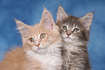 katzenfotos maine_coon