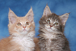 katzenfotos maine_coon