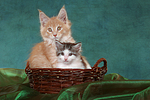 katzenfotos maine_coon