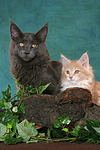 katzenfotos maine_coon