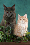katzenfotos maine_coon