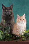 katzenfotos maine_coon