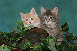 katzenfotos maine_coon