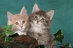 katzenfotos maine_coon