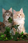 katzenfotos maine_coon