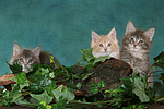 katzenfotos maine_coon
