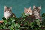katzenfotos maine_coon