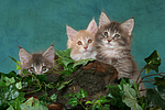 katzenfotos maine_coon