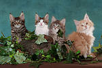 katzenfotos maine_coon