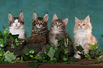 katzenfotos maine_coon