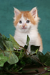 katzenfotos maine_coon