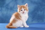 katzenfotos maine_coon